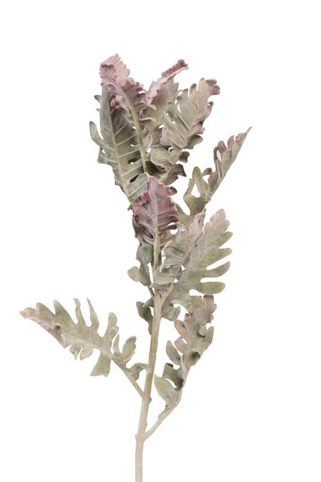 9F28508-5459 Цинерария 76см(24)