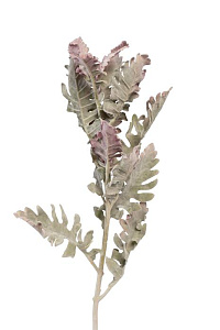 9F28508-5459 Цинерария 76см(24)